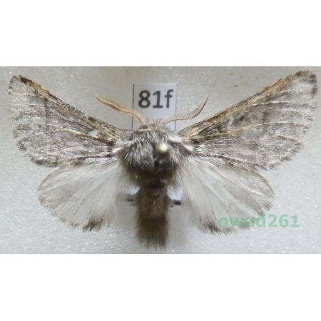 Thaumetopoea pinivora (Treitschke, 1834) Poland81f
